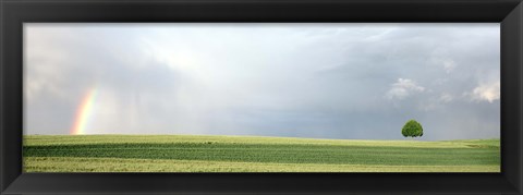 Framed Rainbow and storm clouds over a field, Zurich Canton, Switzerland Print
