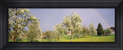 Framed Pear trees in a field (Pyrus communis), Aargau, Switzerland Print