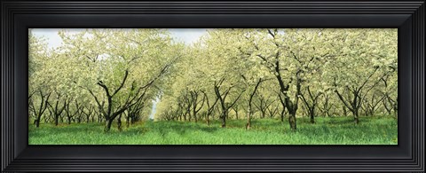 Framed Rows Of Cherry Tress In An Orchard, Minnesota, USA Print