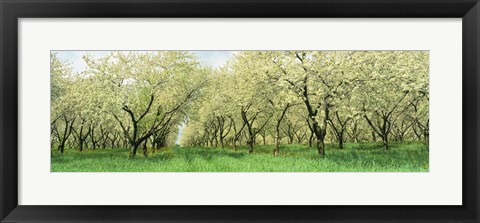 Framed Rows Of Cherry Tress In An Orchard, Minnesota, USA Print