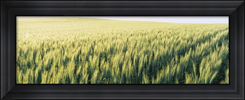 Framed Field Of Barley, Whitman County, Washington State, USA Print