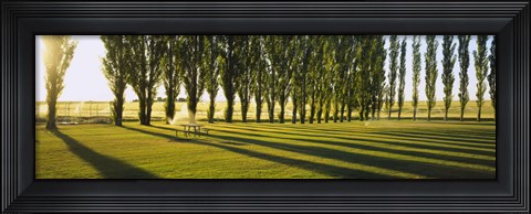 Framed Poplar Trees Near A Wheat Field, Twin Falls, Idaho, USA Print