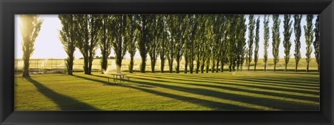 Framed Poplar Trees Near A Wheat Field, Twin Falls, Idaho, USA Print