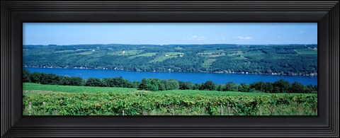 Framed Vineyard with a lake in the background, Keuka Lake, Finger Lakes, New York State, USA Print