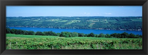 Framed Vineyard with a lake in the background, Keuka Lake, Finger Lakes, New York State, USA Print