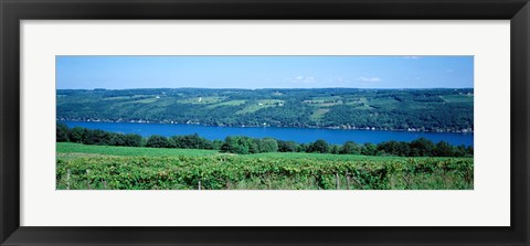 Framed Vineyard with a lake in the background, Keuka Lake, Finger Lakes, New York State, USA Print