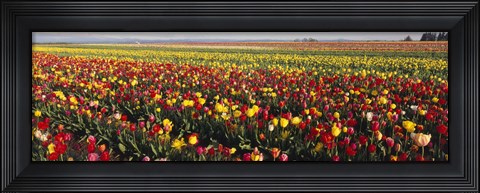 Framed Tulip Field, Willamette Valley, Oregon, USA Print