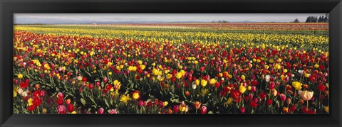 Framed Tulip Field, Willamette Valley, Oregon, USA Print