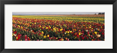 Framed Tulip Field, Willamette Valley, Oregon, USA Print