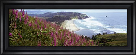 Framed Foxgloves At Cascade Head, Tillamook County, Oregon, USA Print