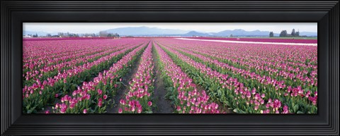 Framed Tulip Fields, Skagit County, Washington State, USA Print