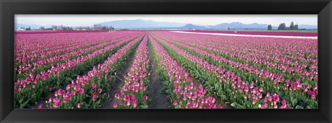 Framed Tulip Fields, Skagit County, Washington State, USA Print