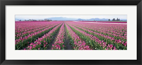 Framed Tulip Fields, Skagit County, Washington State, USA Print