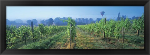 Framed UK, Great Britain, Sussex, Vineyard and hot air balloon Print