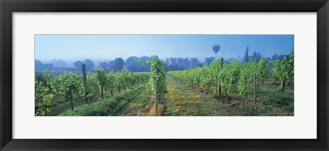 Framed UK, Great Britain, Sussex, Vineyard and hot air balloon Print