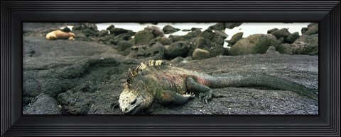 Framed Marine Iguana Galapagos Islands Print