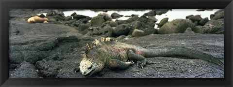 Framed Marine Iguana Galapagos Islands Print