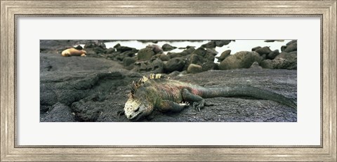 Framed Marine Iguana Galapagos Islands Print