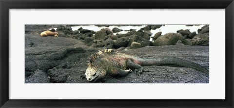 Framed Marine Iguana Galapagos Islands Print