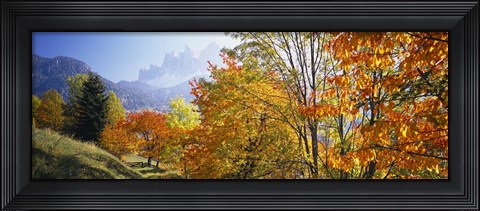 Framed High angle view of trees in a forest, Geisler mountain group, Dolomites, Italy Print