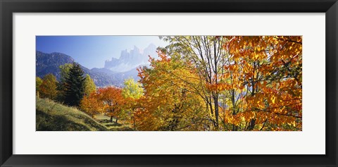 Framed High angle view of trees in a forest, Geisler mountain group, Dolomites, Italy Print