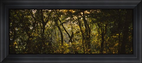 Framed Sunset over a forest, Monteverde Cloud Forest, Costa Rica Print