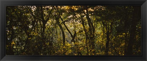 Framed Sunset over a forest, Monteverde Cloud Forest, Costa Rica Print