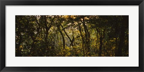 Framed Sunset over a forest, Monteverde Cloud Forest, Costa Rica Print