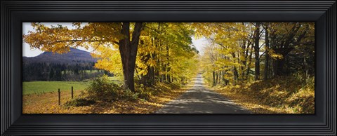 Framed Trees on both sides of a road, Danby, Vermont, USA Print