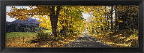 Framed Trees on both sides of a road, Danby, Vermont, USA Print