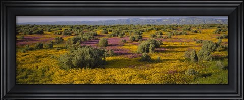 Framed High Angle View Of Wildflowers In A Landscape, Santa Rosa, Sonoma Valley, California, USA Print
