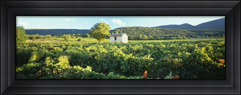 Framed Vineyard Provence France Print