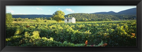 Framed Vineyard Provence France Print