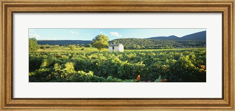 Framed Vineyard Provence France Print