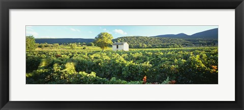 Framed Vineyard Provence France Print