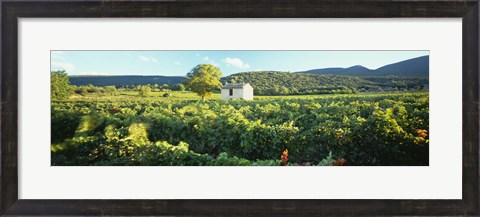 Framed Vineyard Provence France Print