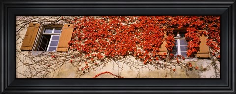 Framed Germany, Tuebingen, Red leaves grown on the walls Print