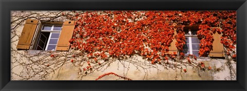 Framed Germany, Tuebingen, Red leaves grown on the walls Print