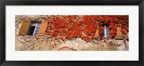 Framed Germany, Tuebingen, Red leaves grown on the walls Print