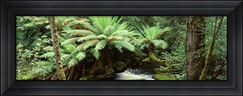 Framed Rainforest, Mt. Field National Park, Tasmania, Australia Print