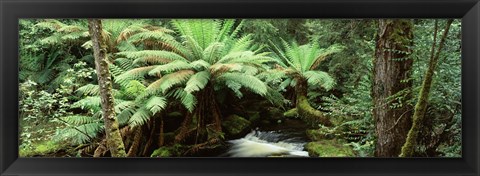 Framed Rainforest, Mt. Field National Park, Tasmania, Australia Print