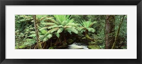 Framed Rainforest, Mt. Field National Park, Tasmania, Australia Print