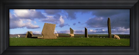 Framed Sheep, Stones Of Stenness, Orkney Islands, Scotland, United Kingdom Print