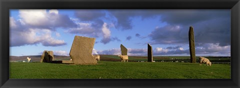 Framed Sheep, Stones Of Stenness, Orkney Islands, Scotland, United Kingdom Print