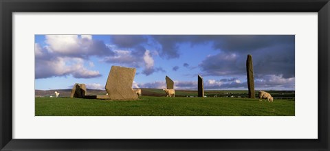 Framed Sheep, Stones Of Stenness, Orkney Islands, Scotland, United Kingdom Print