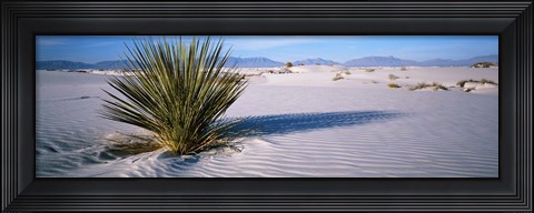 Framed Plant in the White Sands National Monument, New Mexico Print