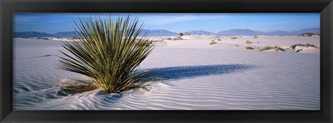 Framed Plant in the White Sands National Monument, New Mexico Print