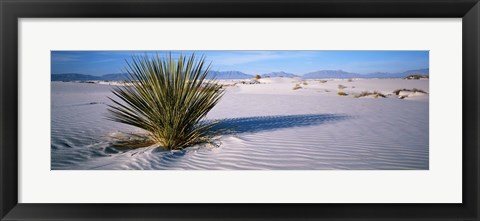 Framed Plant in the White Sands National Monument, New Mexico Print