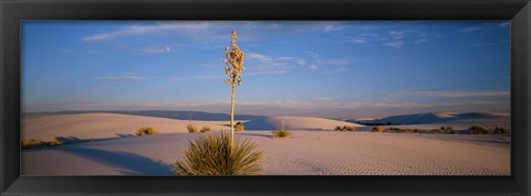 Framed Shrubs in the desert, White Sands National Monument, New Mexico, USA Print