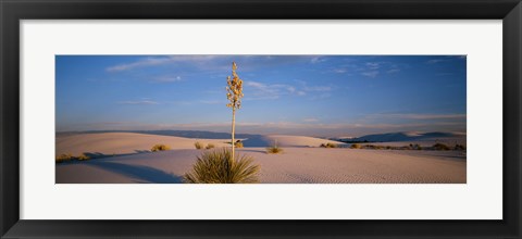 Framed Shrubs in the desert, White Sands National Monument, New Mexico, USA Print